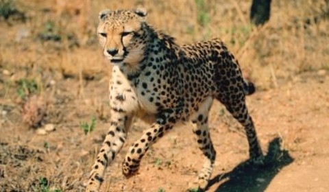 Cheetah